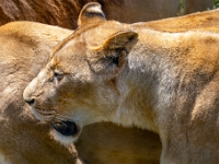Lion & Safari Park